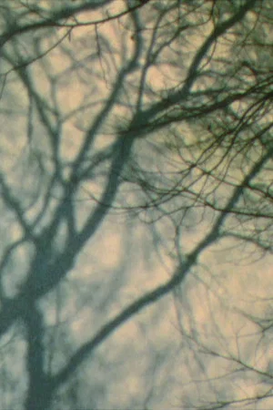 Постер: In a Tree’s Shadow II