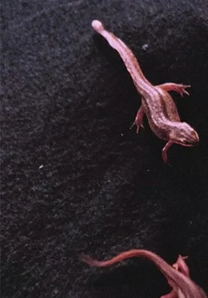 Постер: Newt Pauses