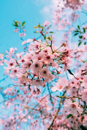 Постер: Sakura Genesis