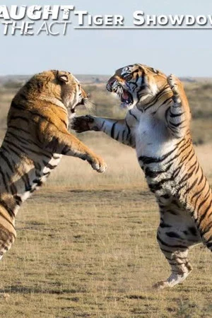 Постер: Caught In The Act: Tiger Showdown