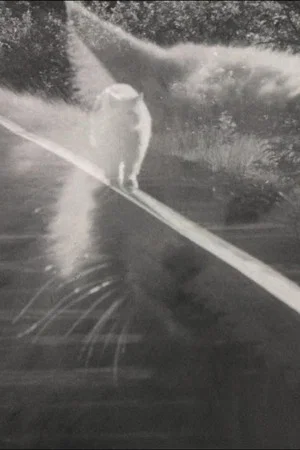 Постер: Catwalk