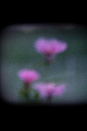 Постер: I Fiori Blu