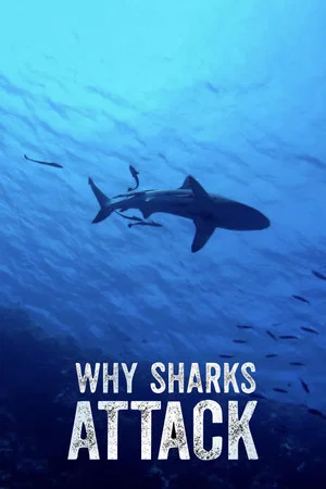 Постер: Why Sharks Attack
