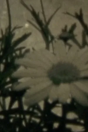 Постер: Blumenhysterie