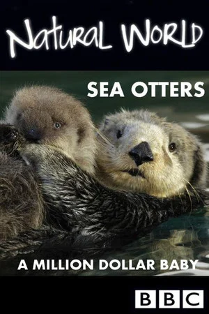 Постер: Sea Otters: A Million Dollar Baby
