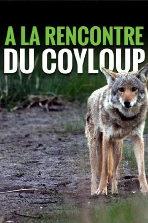 Постер: A la rencontre du coyloup