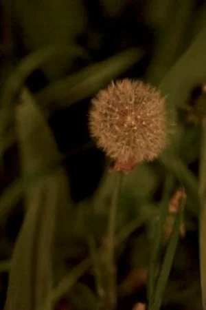 Постер: Night Garden