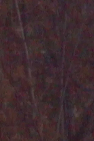 Постер: November
