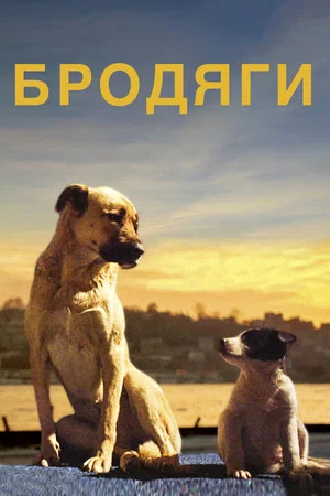 Постер: Stray