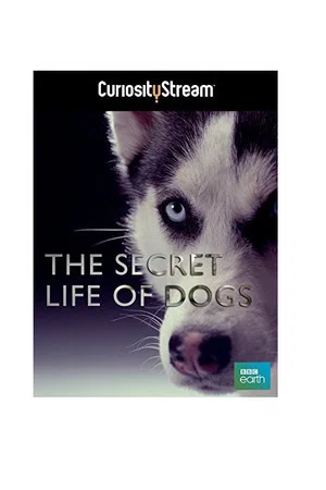 Постер: The Secret Life of Dogs