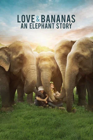 Постер: Love & Bananas: An Elephant Story