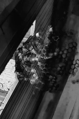 Постер: The Nest