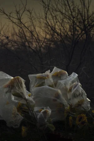 Постер: For the Sake of Calmness
