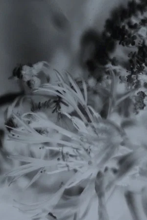 Постер: Senescent Vivarium