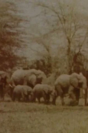 Постер: Elephants' Test