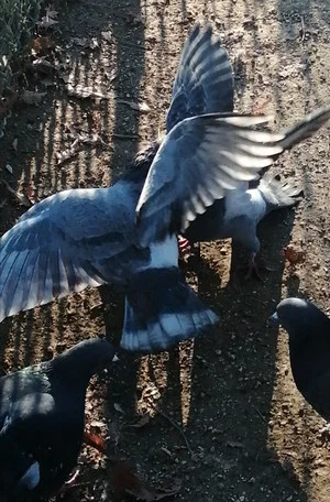 Постер: I Saw Mockingbirds laughing under the sun of Valence
