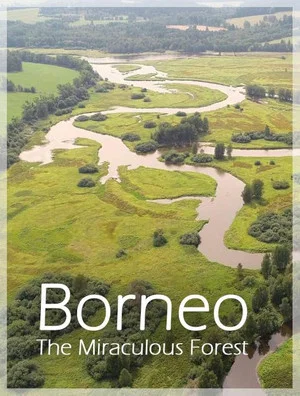 Постер: Bornéo, la forêt miraculée