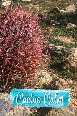 Постер: Cactus Calm