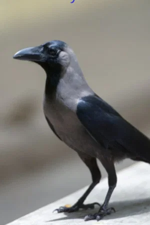 Постер: Crow