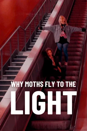 Постер: Why Moths Fly to the Light?