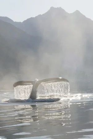 Постер: The Singing Planet