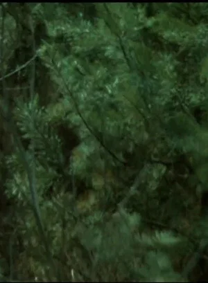 Постер: Wald Forest
