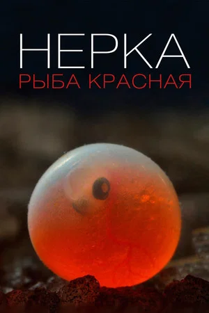 Постер: Нерка. Рыба красная