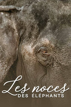 Постер: Les noces des éléphants