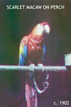 Постер: Scarlet Macaw on Perch