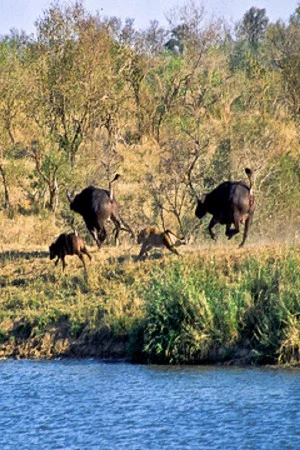 Постер: Battle at Kruger