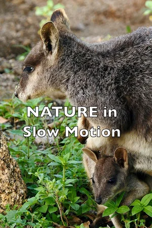 Постер: Nature In Slow Motion