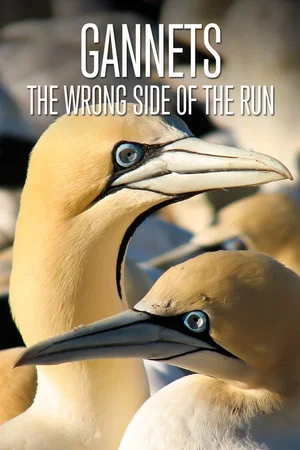 Постер: Gannets: The Wrong Side of the Run