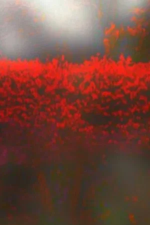 Постер: Burning Bush