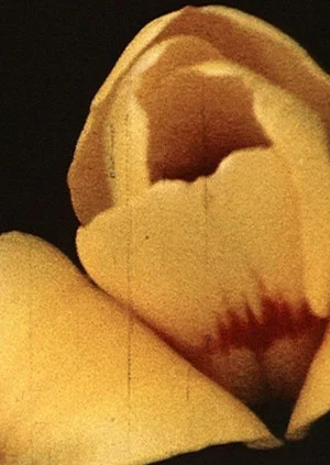 Постер: Yellow Hammer