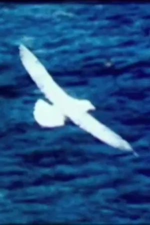 Постер: Birds by the Sea (Prayer)