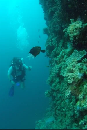 Постер: Wonders of the Great Barrier Reef with Iolo Williams