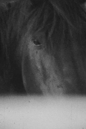Постер: Darkness