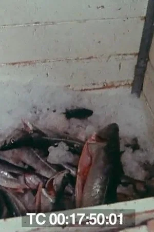 Постер: Le poisson commande...