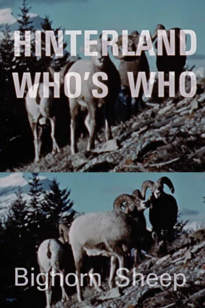 Постер: Hinterland Who's Who: Bighorn Sheep