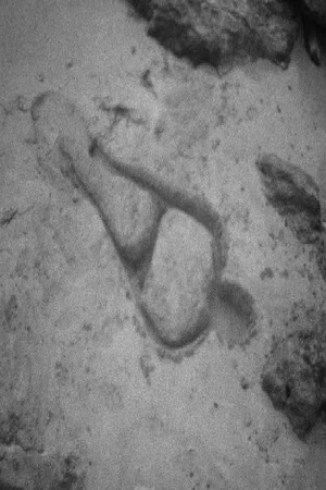 Постер: Untitled: 'Silueta' of Sand
