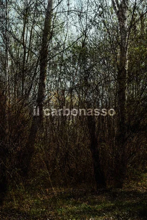 Постер: il carbonasso