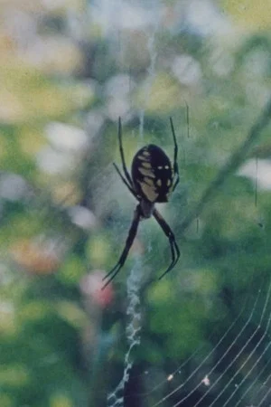 Постер: Wind in the Web