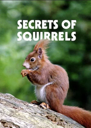 Постер: Secrets of Squirrels