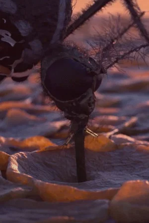 Постер: Ode to Seekers 2012