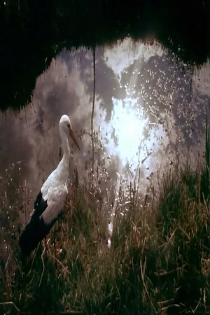 Постер: White Storks