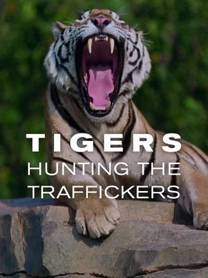 Постер: Tigers: Hunting the Traffickers