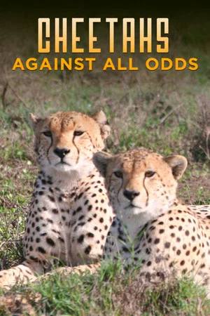 Постер: Cheetahs Against All Odds