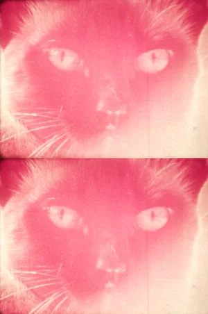 Постер: Priscilla's Dream