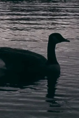 Постер: Fowl Play