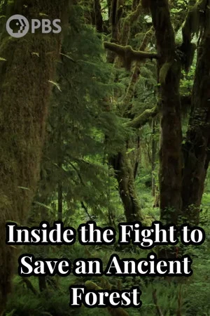 Постер: Inside the Fight to Save an Ancient Forest (and the Secrets it Holds)